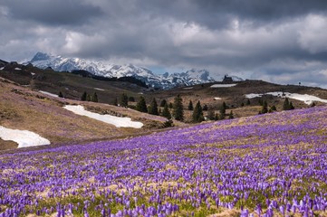 Velika Planina Alpine Meadow