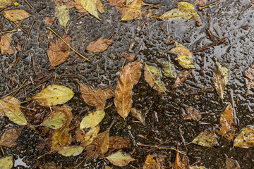 Wet dried leaves on the sidewalk