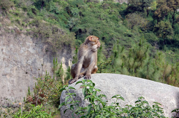 Wild Rhesus Macaque sitting on a rock in the hilly forests of Himachal Pradesh, India.