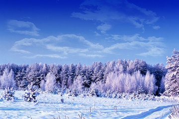  forest in the frost. Winter landscape. Snow covered trees.