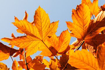 red leaves in autumn