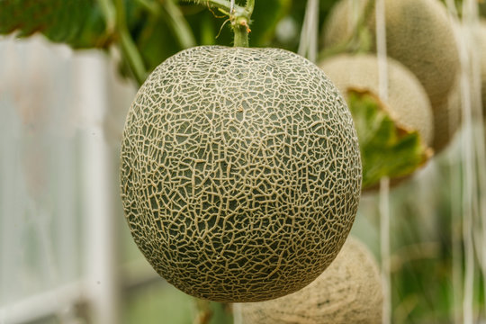 Cantaloupe. Fresh melon on tree. selective focus