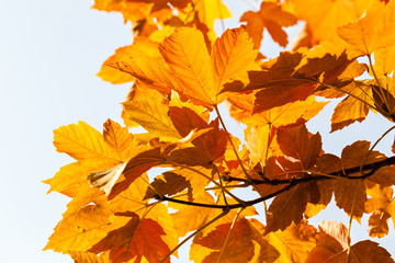 red leaves in autumn