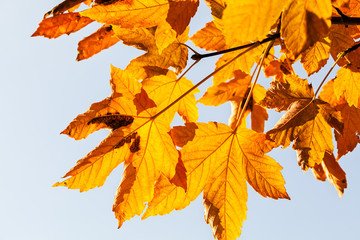 red leaves in autumn