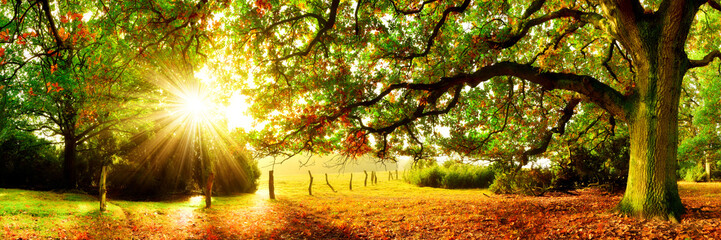 Landschaft im Herbst, Panorama mit Wald, Wiese und Sonne
