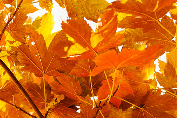 autumn leaves in a range of colors