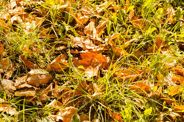 fallen autumn leaves