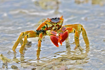 Red crab, Polynesia