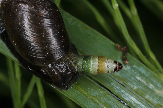 Parasites Leucochloridium paradoxum ,инфицированная улитка