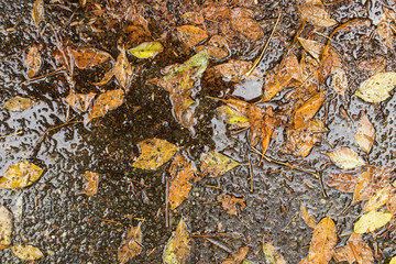Wet dried leaves on the sidewalk