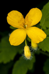 Жёлтый цветок чистотела