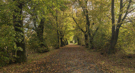 Oak trees alley near Chabarovice town