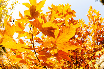 Naklejka na ściany i meble autumn leaves in a range of colors