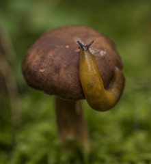 Bolete mushroom in autumn forest with slug