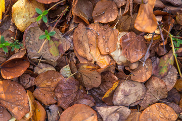 Dried fallen leaf with rain drops