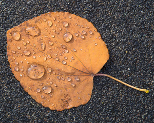 Dried fallen leaf with rain drops
