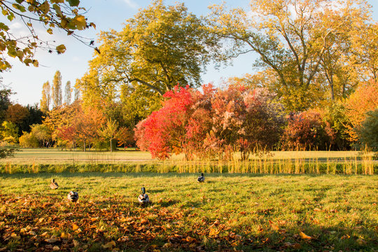 Automne dans le parc du ch&acirc;teau de versailles