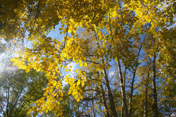 autumn birch forest sky clouds