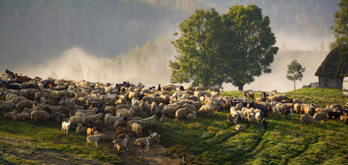 Obraz premium Heard of sheep in foggy morning in autumn mountains