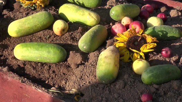 Apples, cucumbers and sunflowers on autumn compost heap