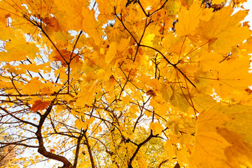 yellow leaves in autumn