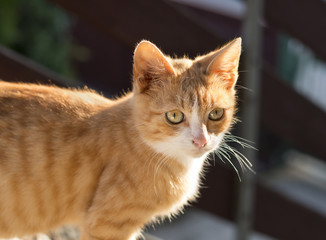 Ginger kitty standing in sunlight