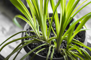 Цветочки в горшке на подоконнике