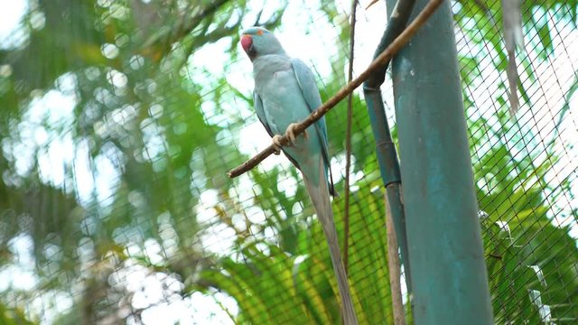 KL Bird Park. Indian Ringneck Parakeet (Psittacula krameri). 4k b-roll footage.