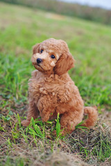 Cute red Toy Poodle puppy sitting outdoors on a green grass