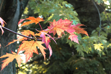 feuilles d automne
