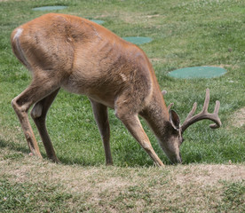 Naklejka na ściany i meble Deer in Omega park, MOntreal, Quebec