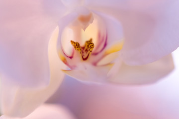 Fototapeta na wymiar soft pink orchid