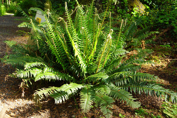 Fern on coastal forest floor