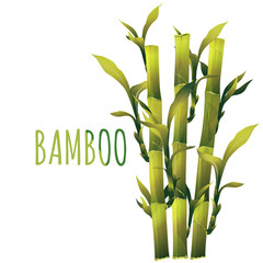 Fototapeta na wymiar Bamboo Illustration