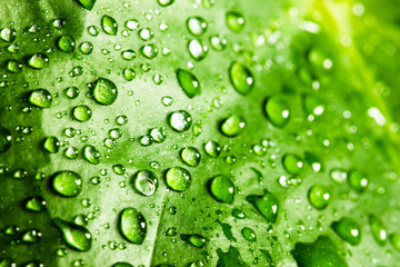 Wet green leaf with water drops.
