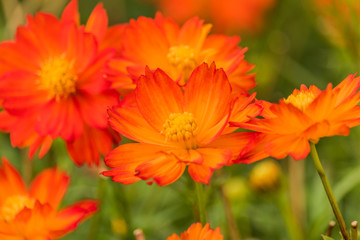 red flower with green buds on blurred background