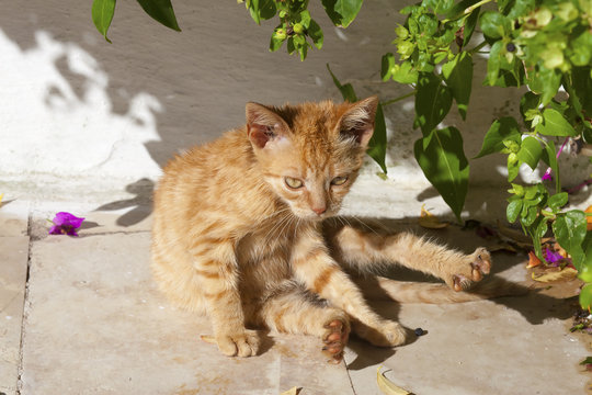 Ginger street kitten