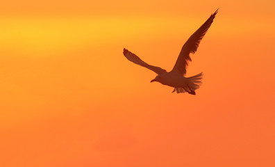 Fototapeta na wymiar Seagull in flight at sunset with copy space