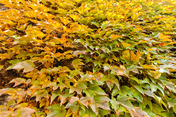 green wild tree-creeper
