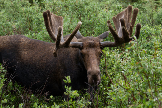 Bull Moose eating shrubs