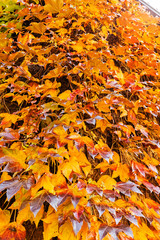 red wild tree-creeper