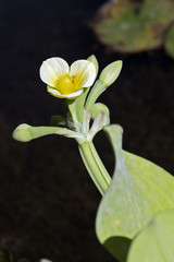 Aquatic flower yellow sawah lettuce