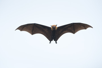 Flying bat , Flying Lyle's flying fox (Pteropus lylei)