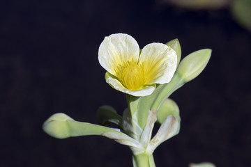Obraz premium Aquatic flower yellow sawah lettuce
