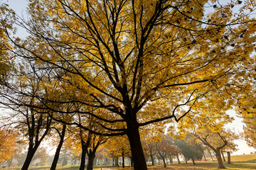 trees in early autumn