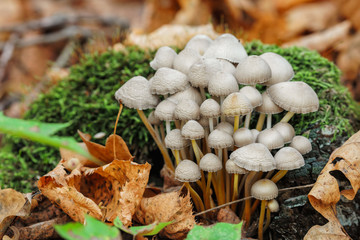 A bunch of inedible mushrooms featuring moss and autumn leaves close-up