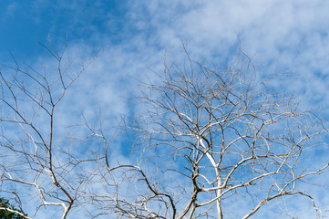 dry tree branches in sky background