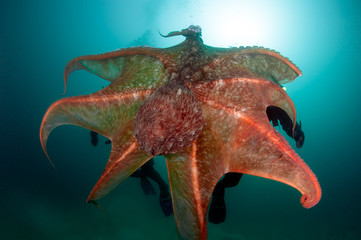 Games with giant octopus © kondratuk