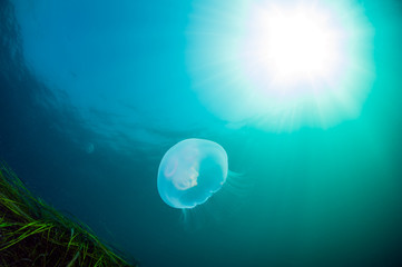 Aurelia jellyfish swims in the sun rays