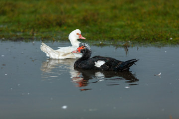 Купание домашних уток в луже